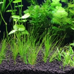 植栽から5日目　ヘアーグラスショート